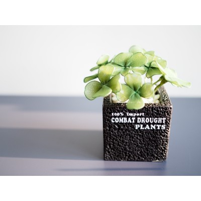 幸福四葉草盆栽